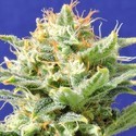 Auto Super Skunk (Original Sensible) Feminiserade