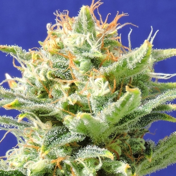 Auto Super Skunk (Original Sensible) Feminiserade