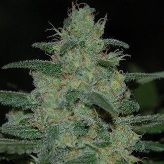Pure Kush (Original Sensible) Feminiserade
