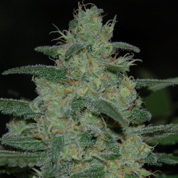 Pure Kush (Original Sensible) Feminiserade