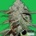 Atomic (Bomb Seeds) Feminiserade