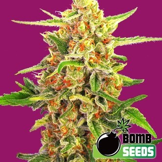 Cherry Bomb (Bomb Seeds) feminiserade