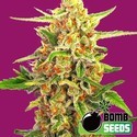 Cherry Bomb (Bomb Seeds) Feminiserade