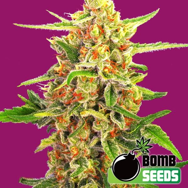 Cherry Bomb (Bomb Seeds) Feminiserade