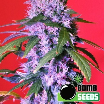 Berry Bomb (Bomb Seeds) feminiserade
