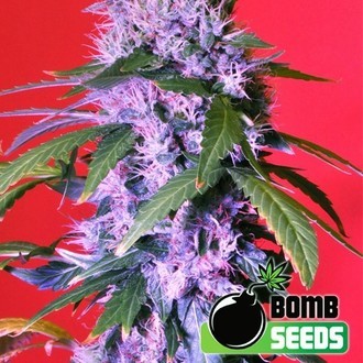 Berry Bomb (Bomb Seeds) Feminiserade
