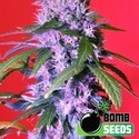 Berry Bomb (Bomb Seeds) Feminiserade