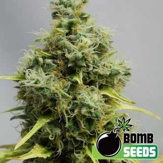 Big Bomb (Bomb Seeds) feminiserade