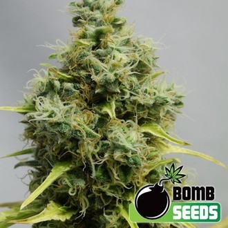 Big Bomb (Bomb Seeds) Feminiserade