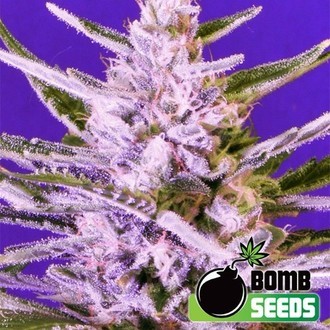 Ice Bomb (Bomb Seeds) Feminiserade
