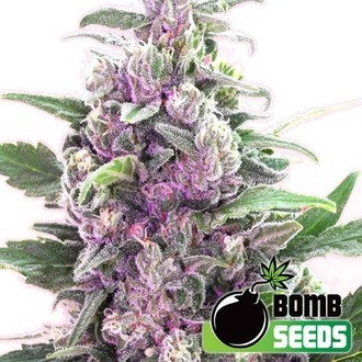 THC Bomb (Bomb Seeds) Feminiserade