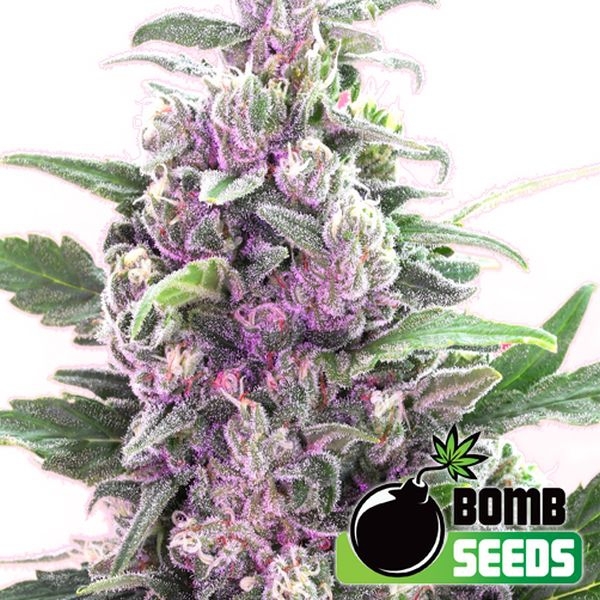 THC Bomb (Bomb Seeds) Feminiserade