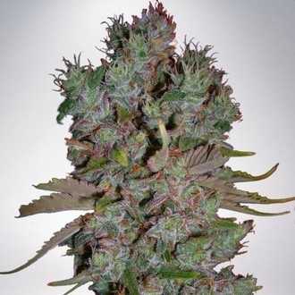 Auto Blueberry Domina (Ministry of Cannabis) Feminiserade