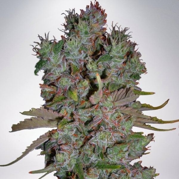 Auto Blueberry Domina (Ministry of Cannabis) Feminiserade