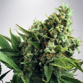 automatisk White Widow (Ministry of Cannabis) feminiserade