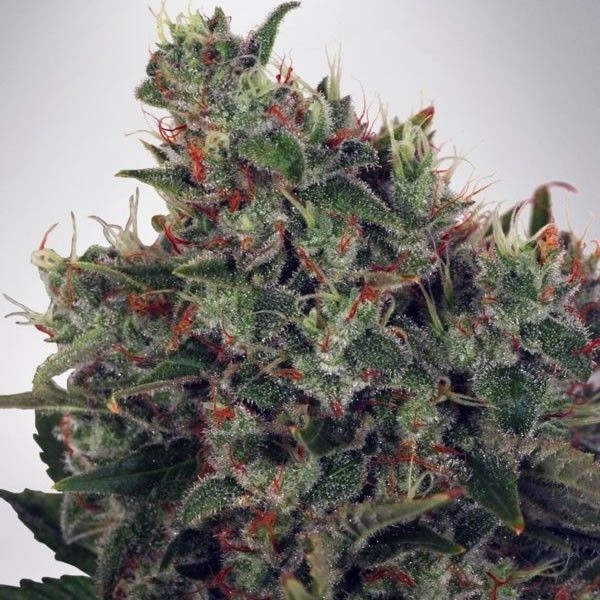 Ultra White Amnesia (Ministry of Cannabis) Feminiserade