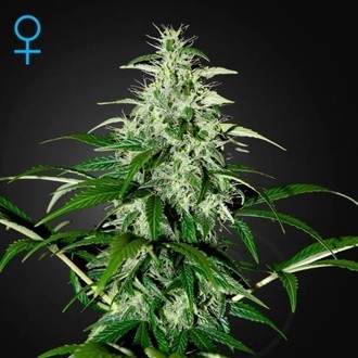 Kalashnikova Autoflower (Greenhouse Seeds) Feminiserade