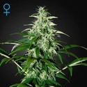 Kalashnikova Autoflower (Greenhouse Seeds) Feminiserade
