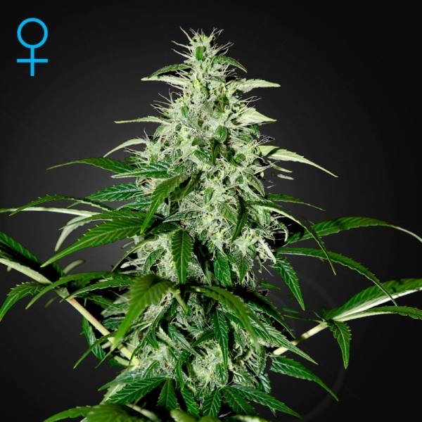 Kalashnikova Autoflower (Greenhouse Seeds) Feminiserade