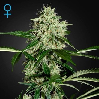 Northern Lights Autoflower (Greenhouse Seeds) Feminiserade