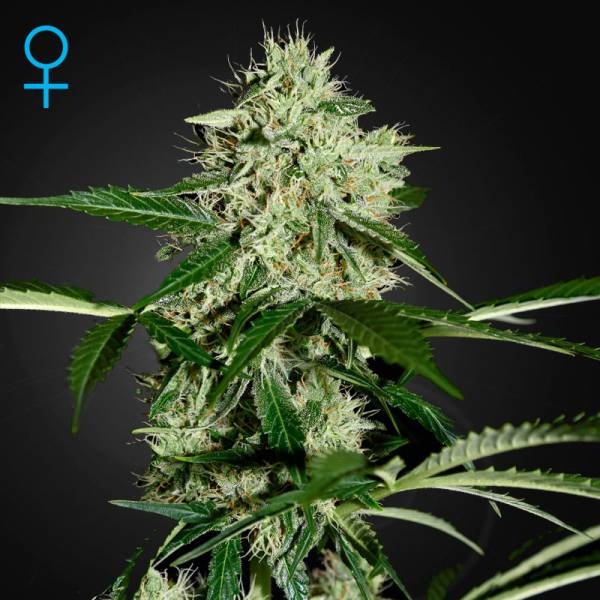 Northern Lights Autoflower (Greenhouse Seeds) Feminiserade