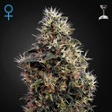 Sweet Mango Autoflower (Greenhouse Seeds) Feminiserade