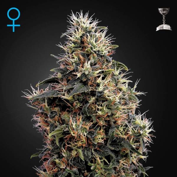 Sweet Mango Autoflower (Greenhouse Seeds) Feminiserade