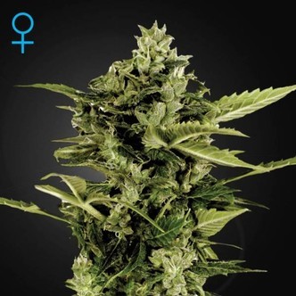 Auto-Bomb Autoflower (Greenhouse Seeds) feminiserade