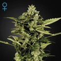 Auto-Bomb Autoflower (Greenhouse Seeds) Feminiserade