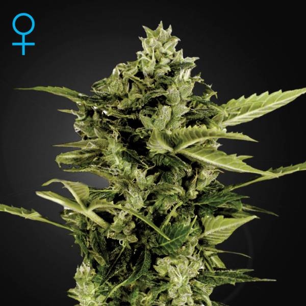 Auto-Bomb Autoflower (Greenhouse Seeds) Feminiserade