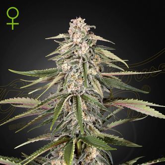 Super Bud (Greenhouse Seeds) feminiserade