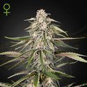 Super Bud (Greenhouse Seeds) Feminiserade