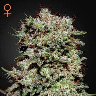 Kalashnikov (Greenhouse Seeds) feminiserade cannabisfr&ouml;n