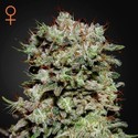 Kalashnikova (Greenhouse Seeds) Feminiserade