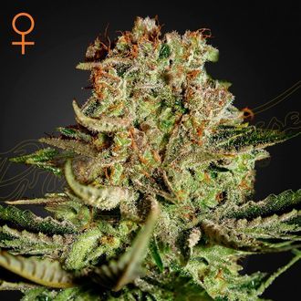 Super Critical (Greenhouse Seeds) Feminiserade