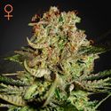 Super Critical (Greenhouse Seeds) Feminiserade