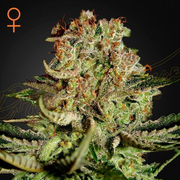 Super Critical (Greenhouse Seeds) Feminiserade