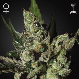 Exodus Cheese (Greenhouse Seeds) Feminiserade