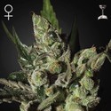 Exodus Cheese (Greenhouse Seeds) Feminiserade