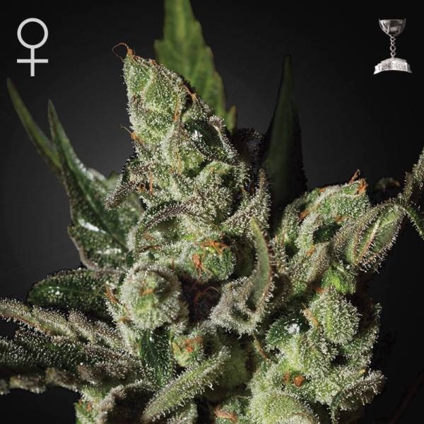 Exodus Cheese (Greenhouse Seeds) Feminiserade