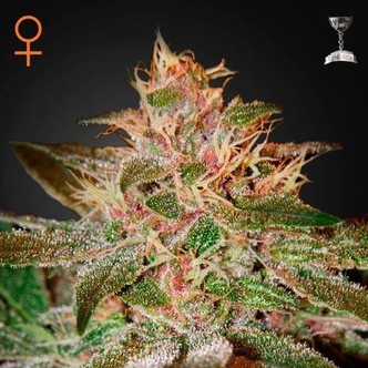 Pure Kush (Greenhouse Seeds) feminiserade