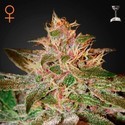 Pure Kush (Greenhouse Seeds) Feminiserade
