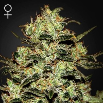Moby Dick (Greenhouse Seeds) feminiserade