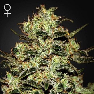 Moby Dick (Greenhouse Seeds) Feminiserade