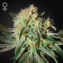 Damn Sour (Greenhouse Seeds) Feminiserade