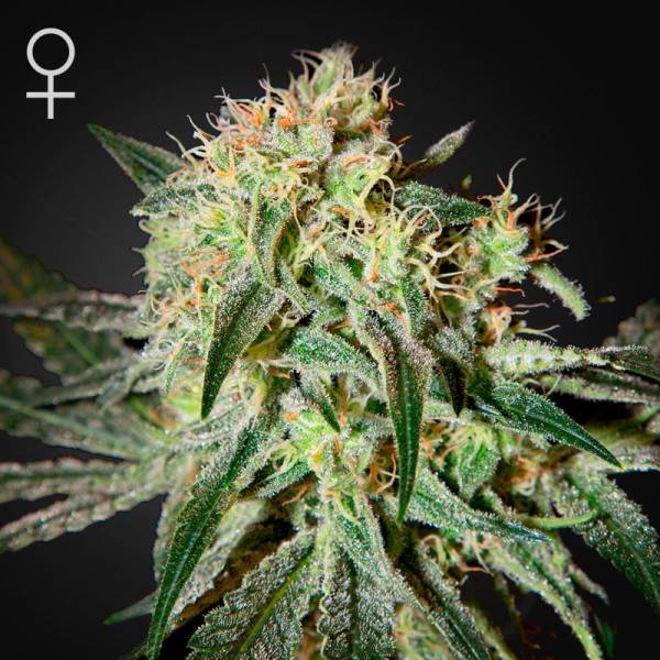 Damn Sour (Greenhouse Seeds) Feminiserade