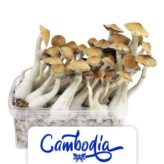 Zamnesia odlingskit "Kambodja"