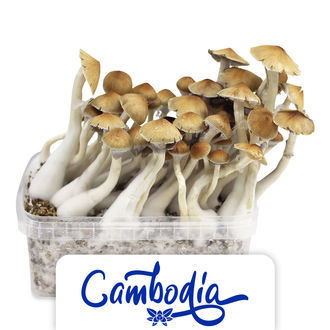 Zamnesia Classic Grow Kit 'Kambodja'
