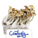 Zamnesia Classic Grow Kit 'Kambodja'