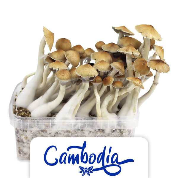 Zamnesia Classic Grow Kit 'Kambodja'